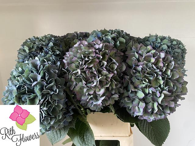 Гортензия Пимпернел Классик 80, шт.