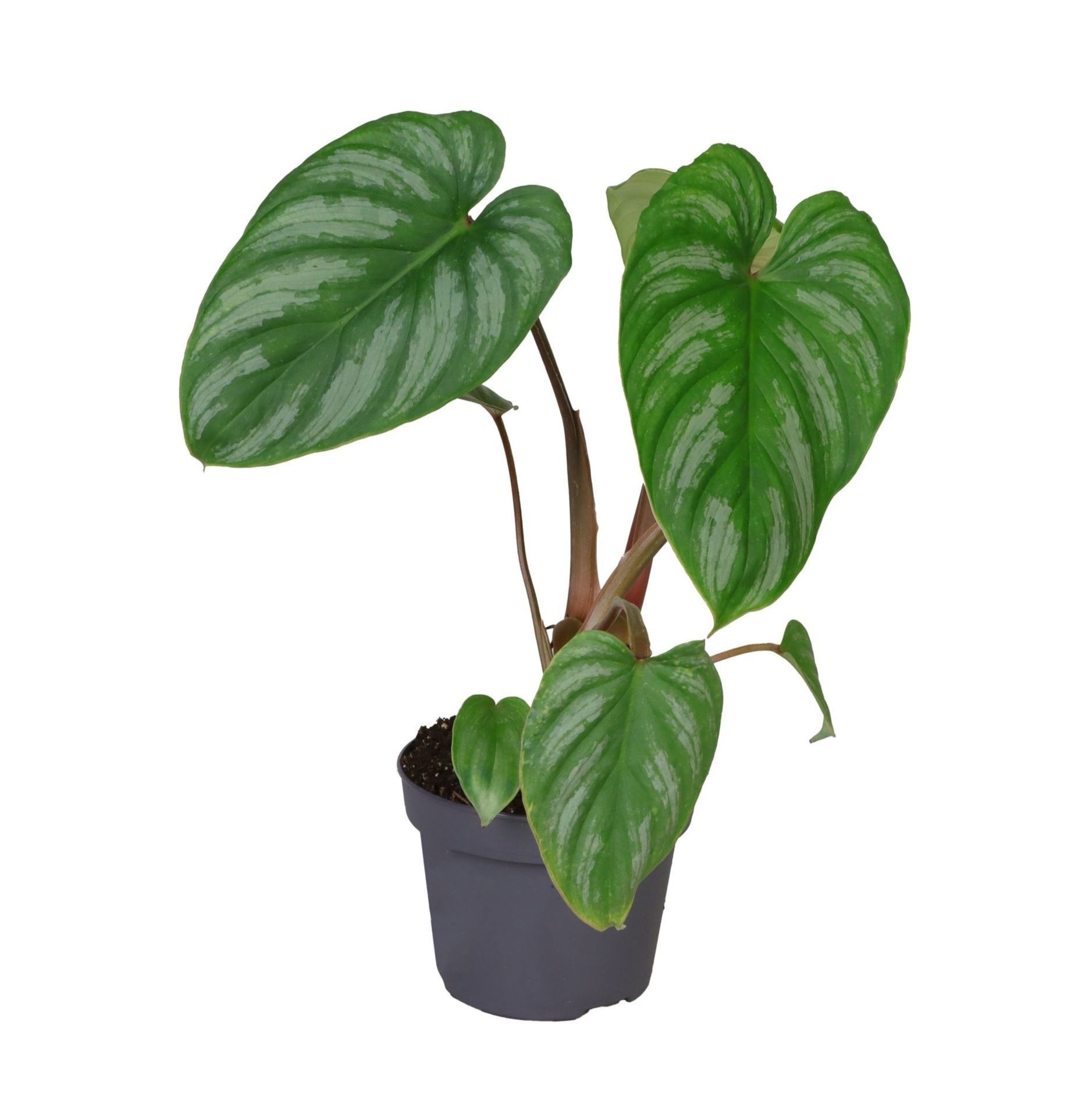 Philodendron Ecuador x Plowmanii 12 cm, D 12