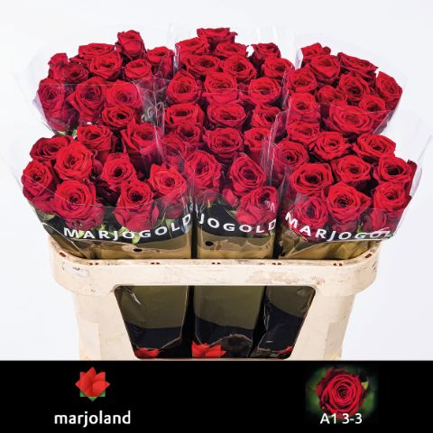 Роза од. Рэд Наоми 70, шт.