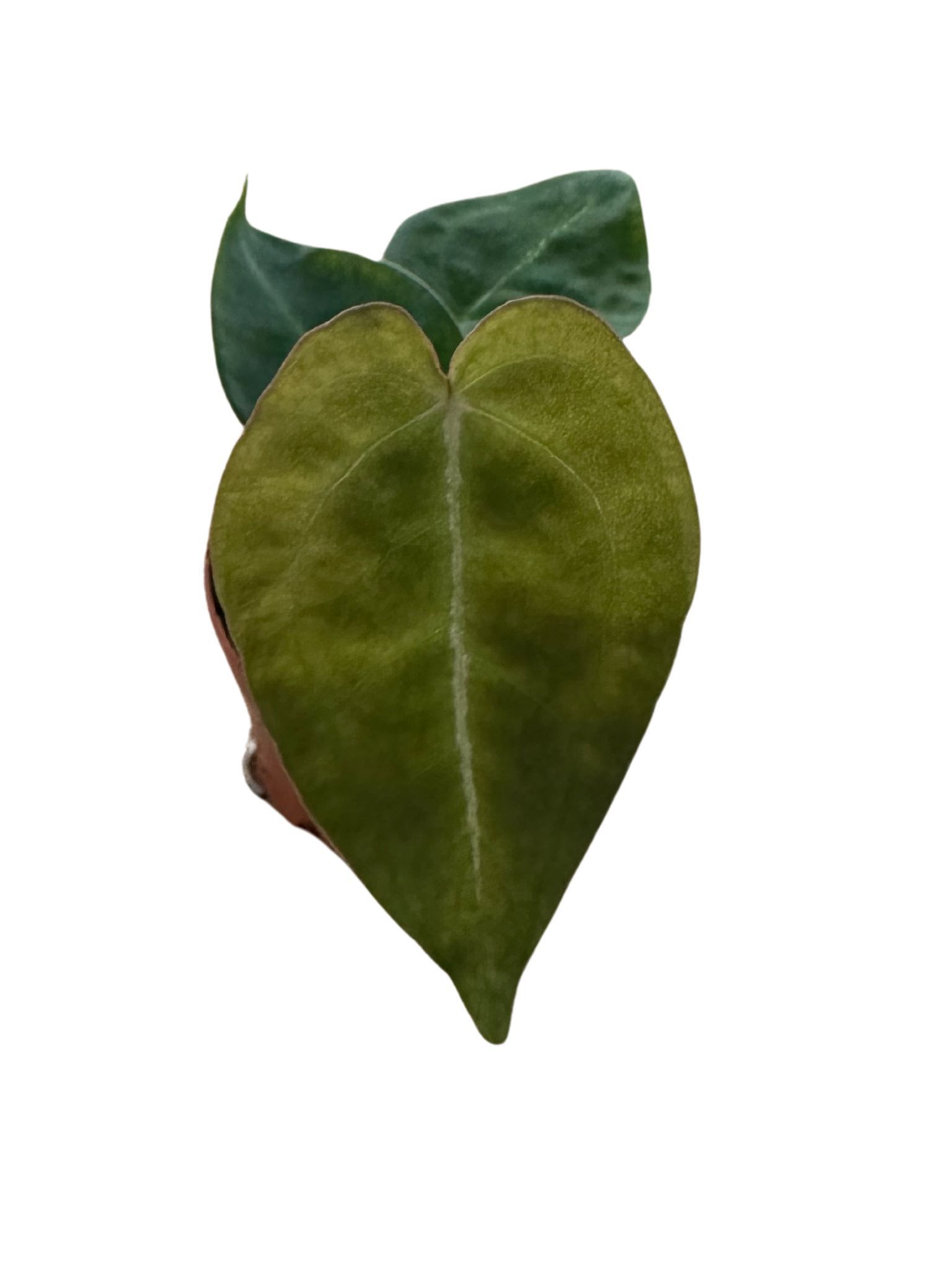 Anthurium Forgetti, D 6 cm Anthurium Forgetti, D 6 cm