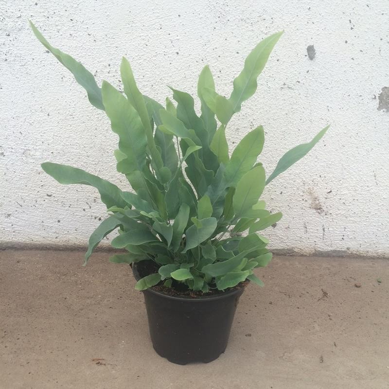 PHLEBODIUM AUREUM 'BLUE STAR', D 12