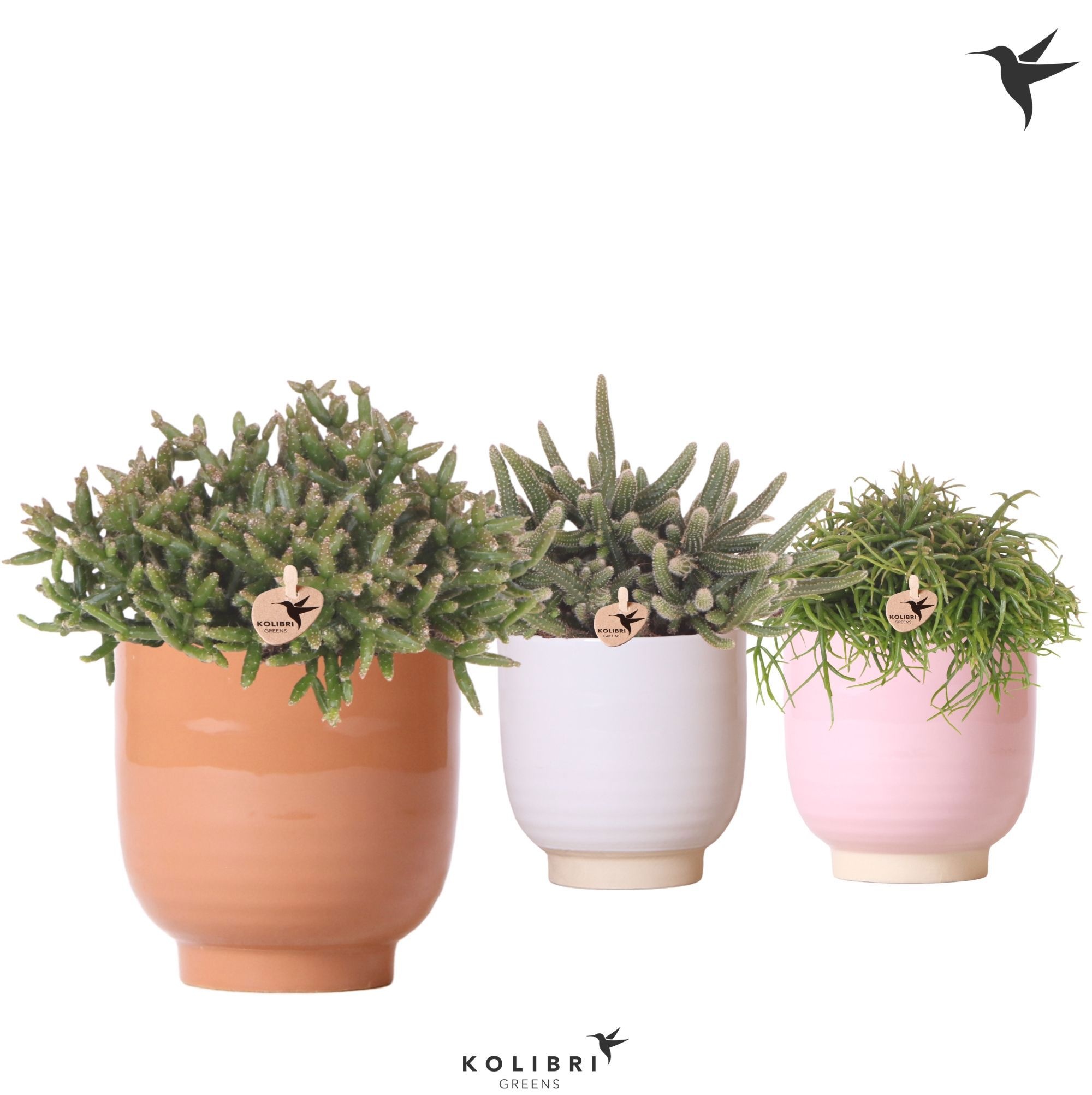Kolibri Greens Rhipsalis mix in Glazed pot mix, D 12
