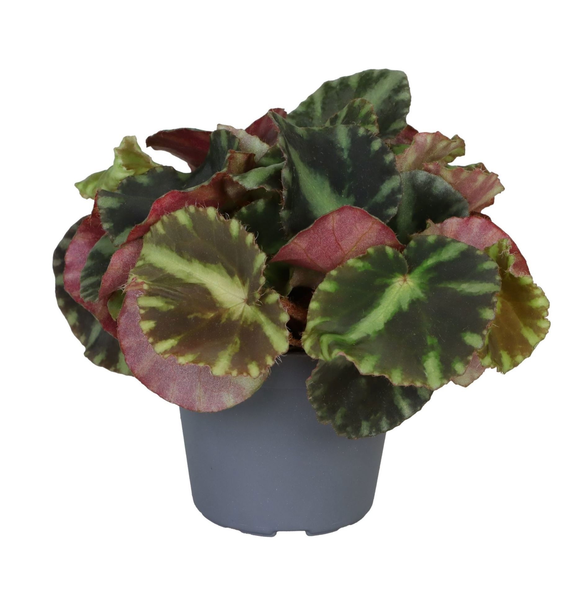 Begonia Rex Cleopatrae 6 cm, D 6