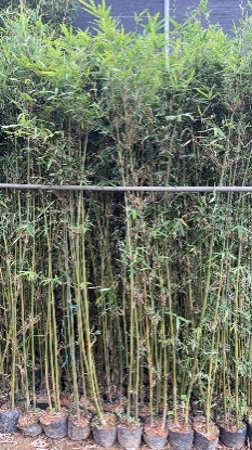 Бамбук 2-3 плантс 14 200