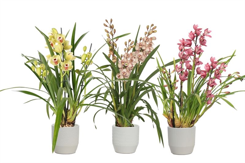 Tirza p12 vanille mix Cymbidium mix 3T15+, D 12