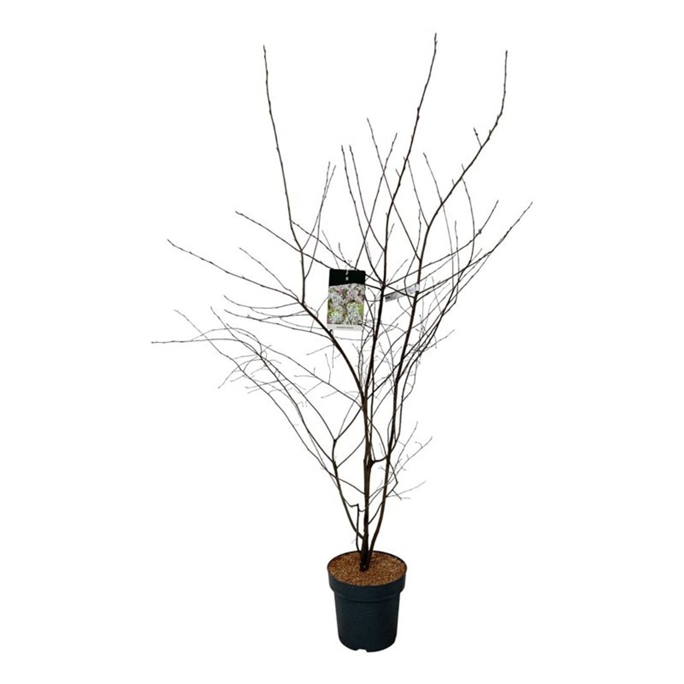 Amelanchier lamarckii, D 32