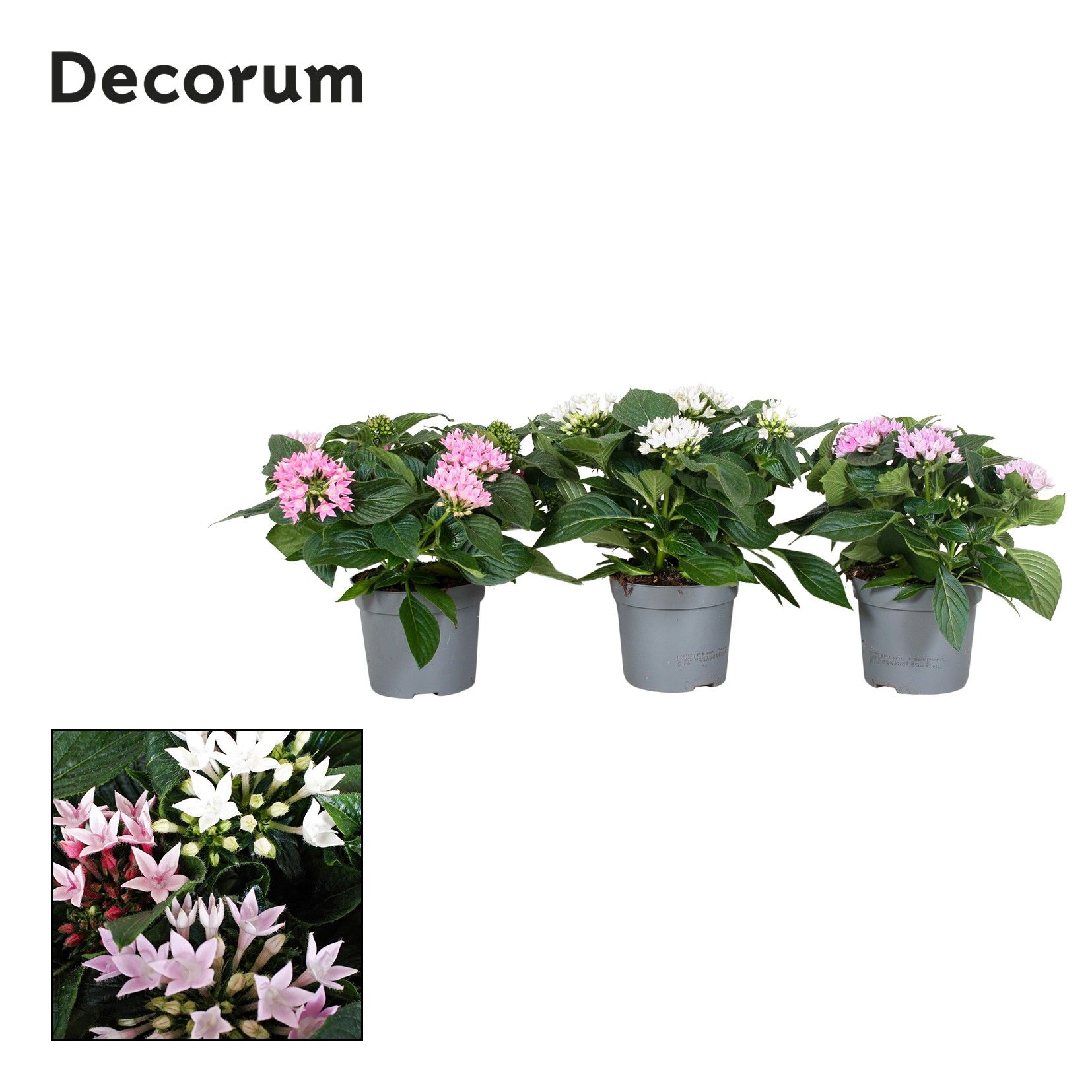 Starcluster 2/3 kleuren mix Decorum, D 13