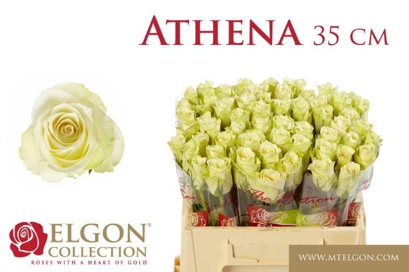 Роза од. Атена 35, шт. Роза од. Атена 35, шт.