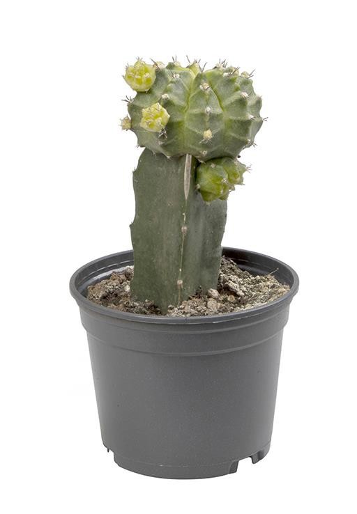 GYMNOCALYCIUM MIHANOVICHI GREEN, D 6 cm