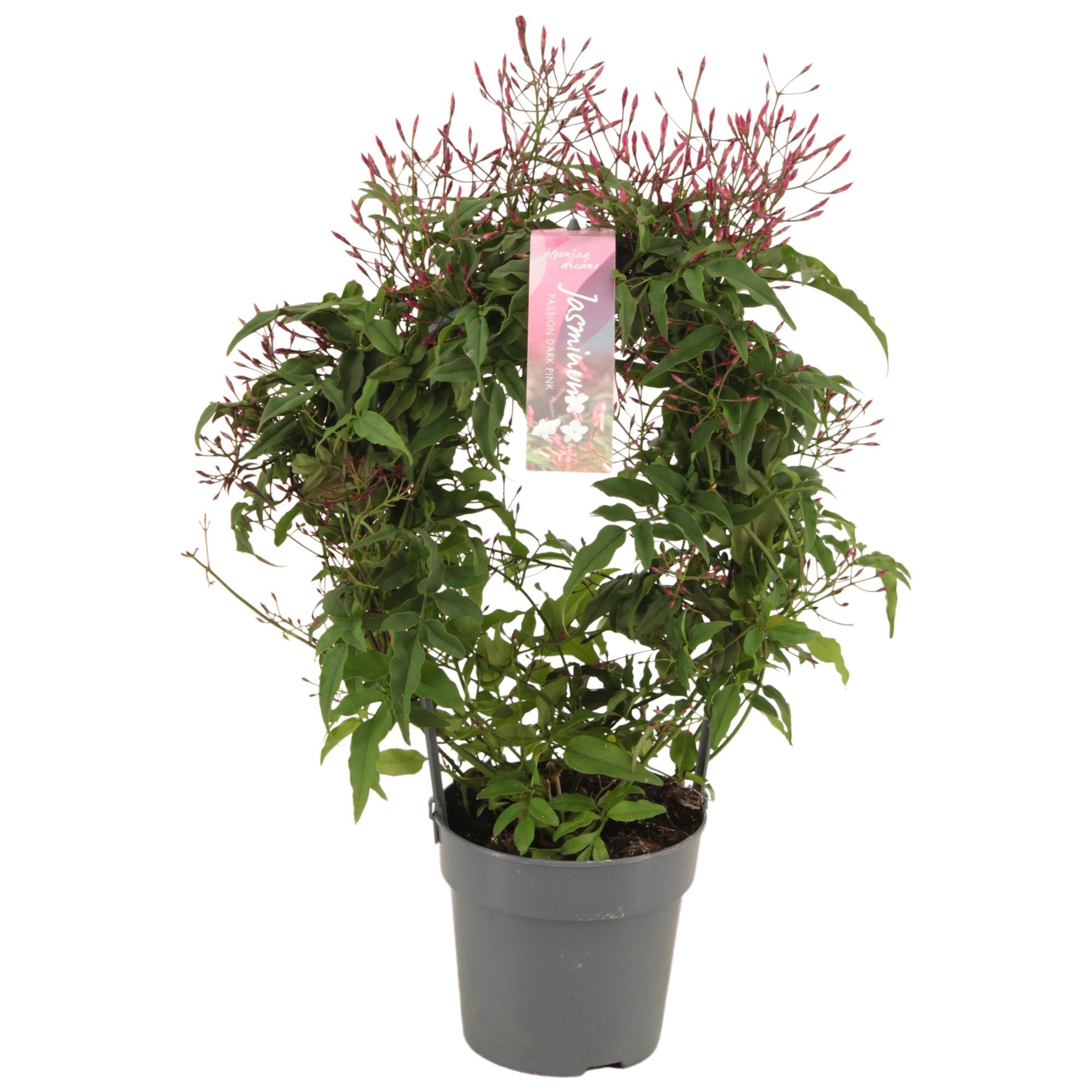 Jasminum Passion Dark Pink boog 300 knop p12 (Jasmijn), D 12