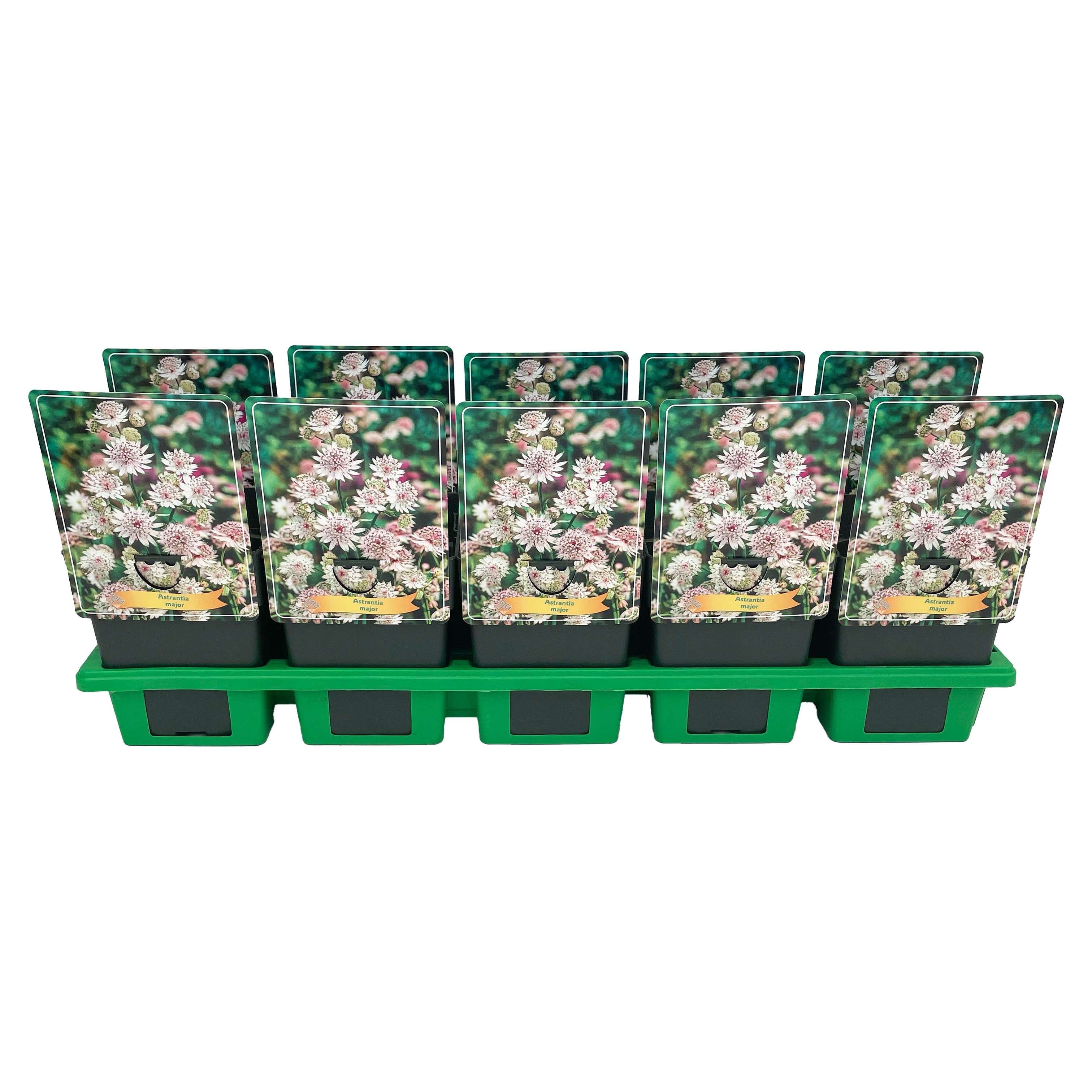 Astrantia Major P11, D 11 cm Astrantia Major P11, D 11 cm