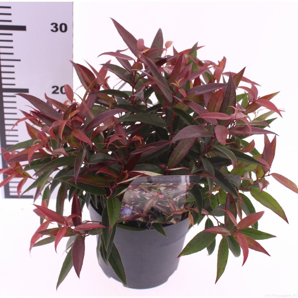 Leucothoe keiskei 'Burning Love', D 17 cm