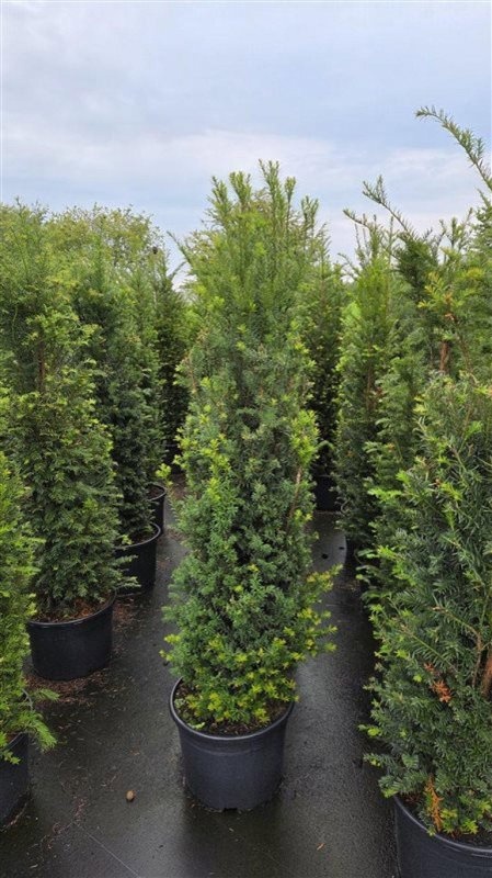 Taxus baccata, D 40