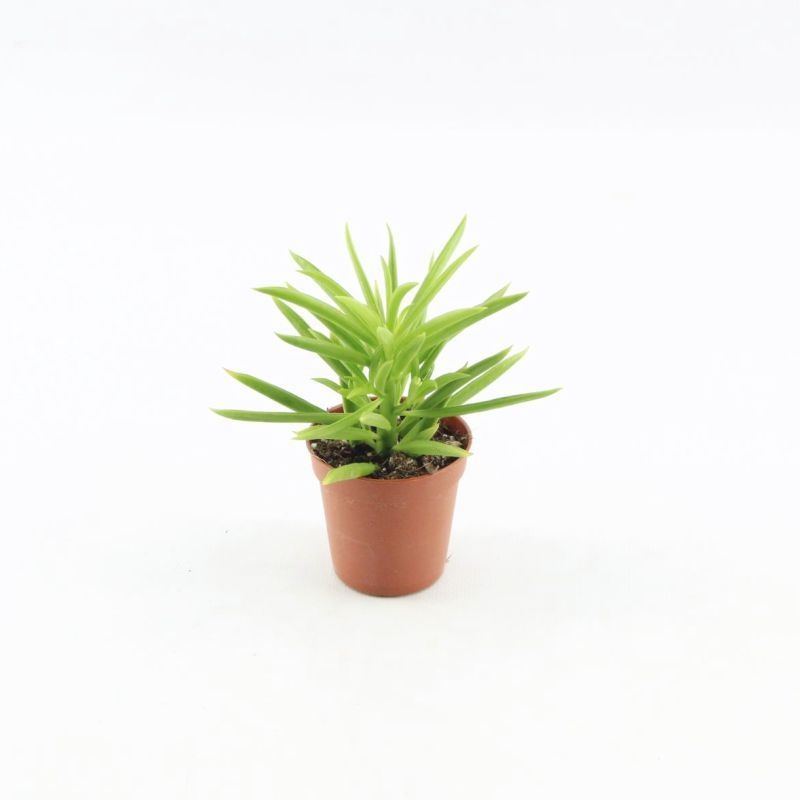 Peperomia Happy Bean, D 5,5