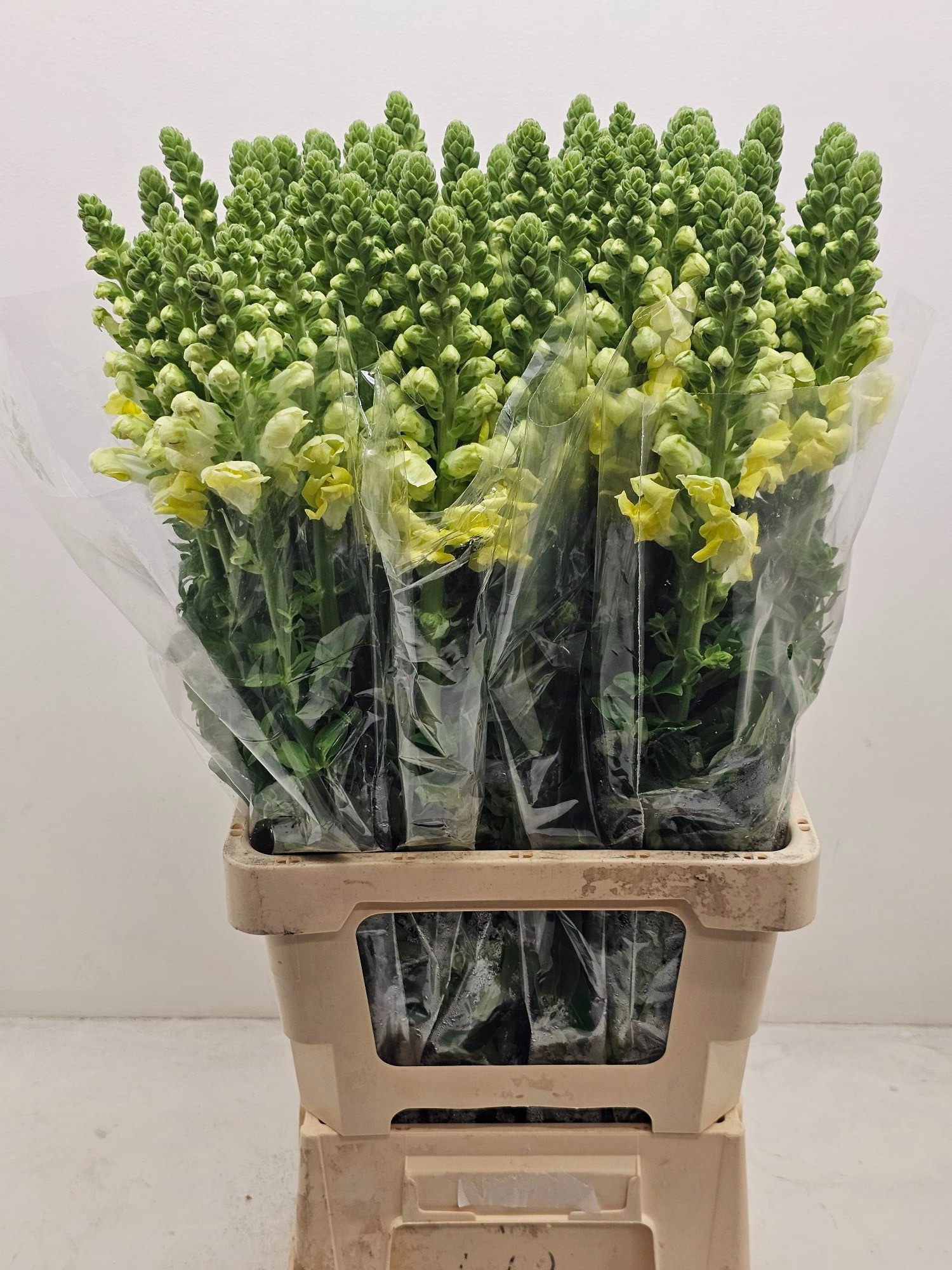 Антирринум Потомак Еллоу (желт.), шт.