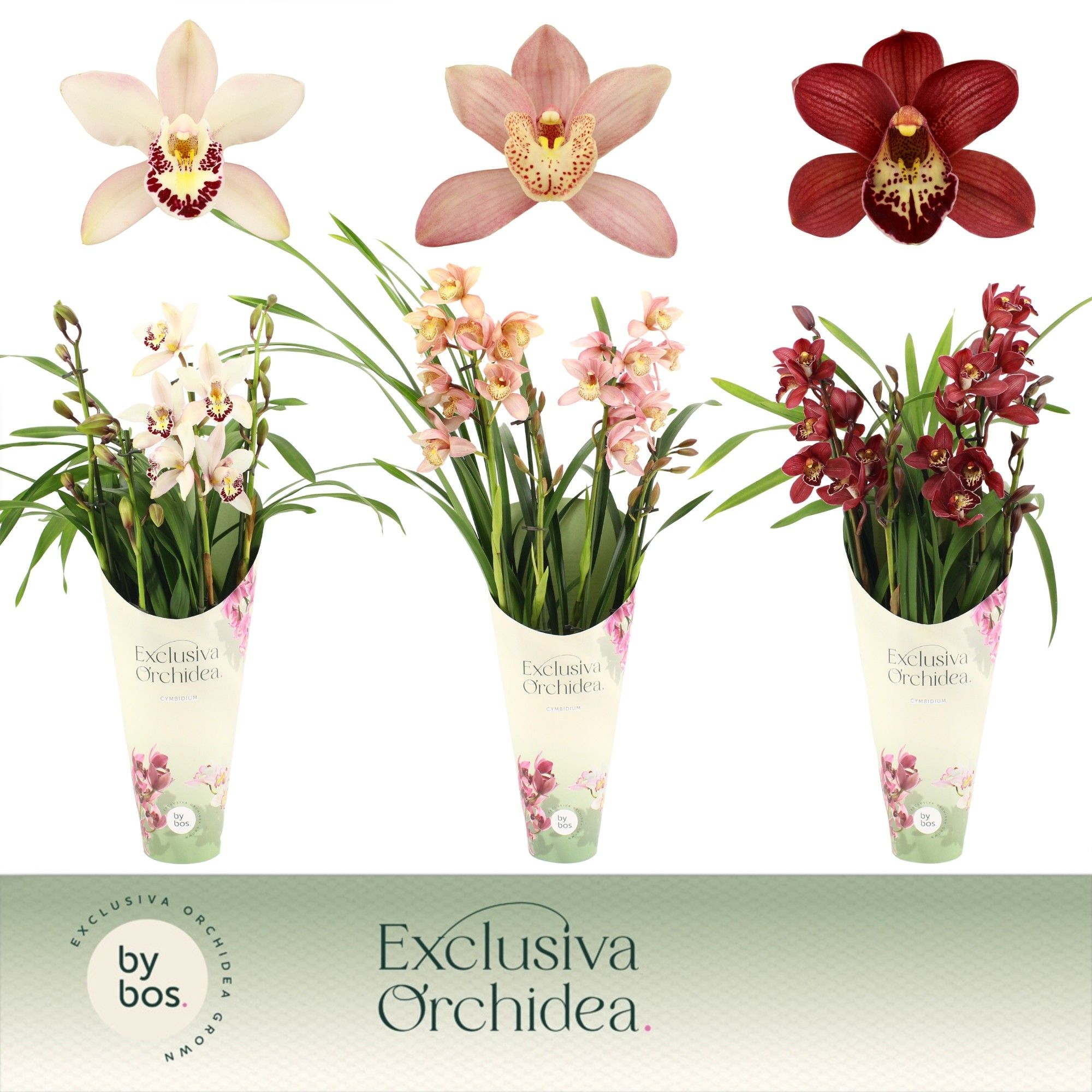 Cymbidium, Mix 4-spike 'Exclusiva Orchidea' Potcover, D 12