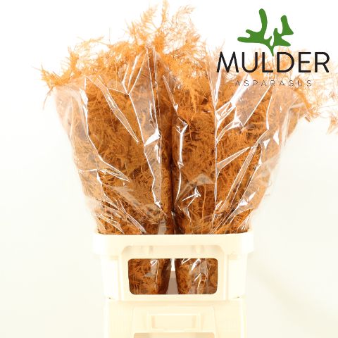 Аспарагус Овериг Крашеный (краш. ) 85, шт.