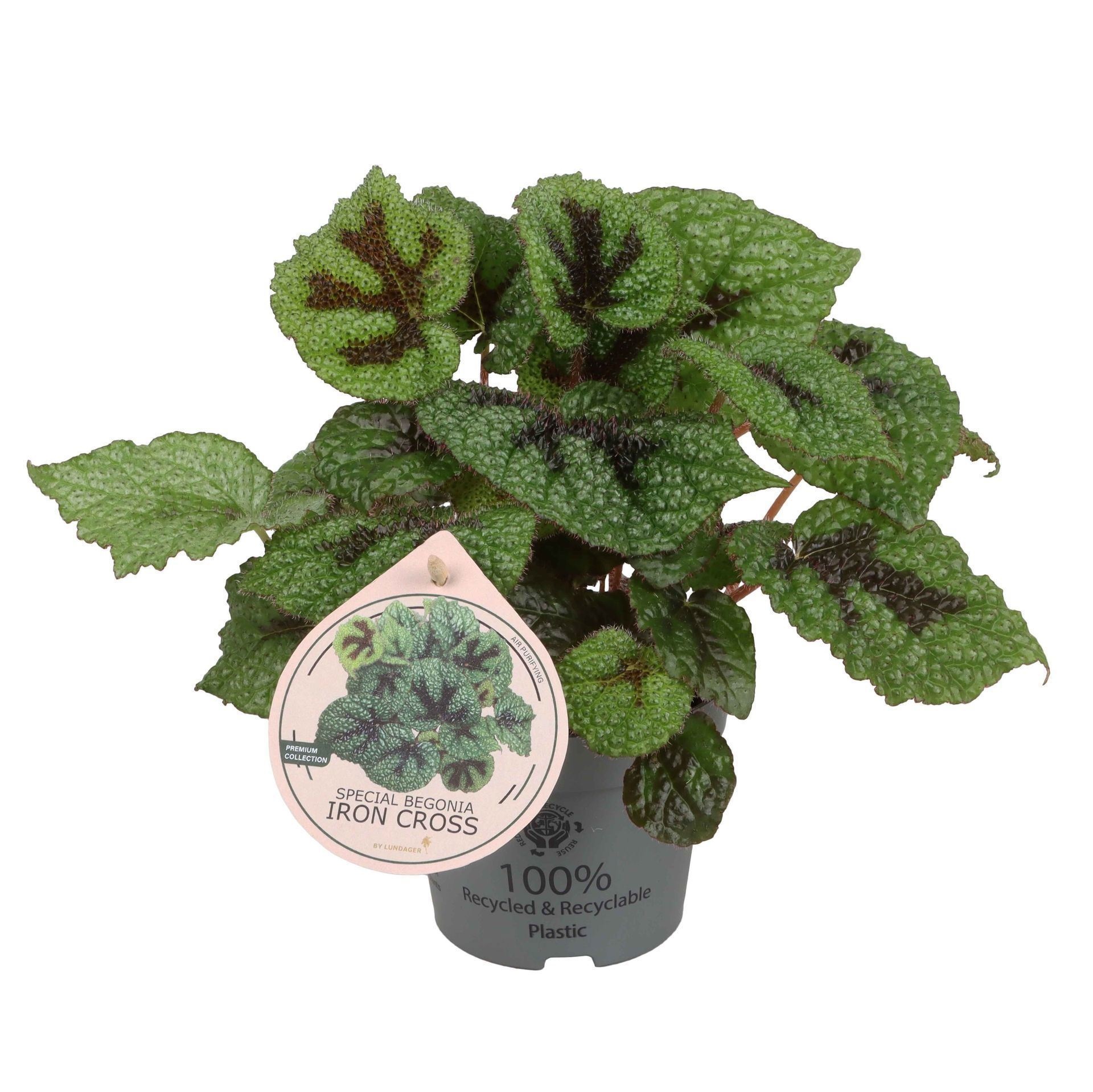 Begonia Special Iron Cross 12cm, D 12