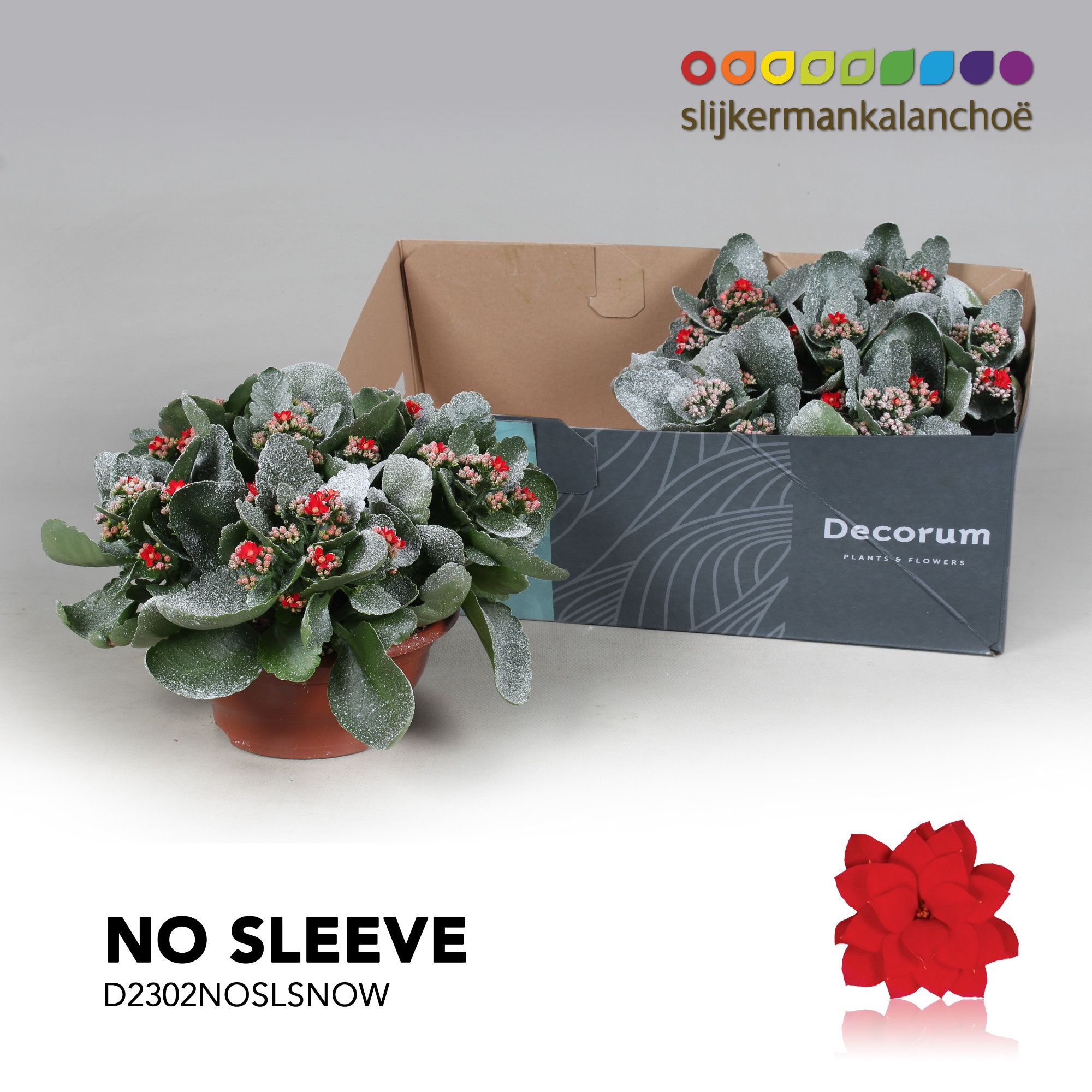 Kalanchoe No Sleeve - Red with snow/sneeuw - kerst, D 23 cm