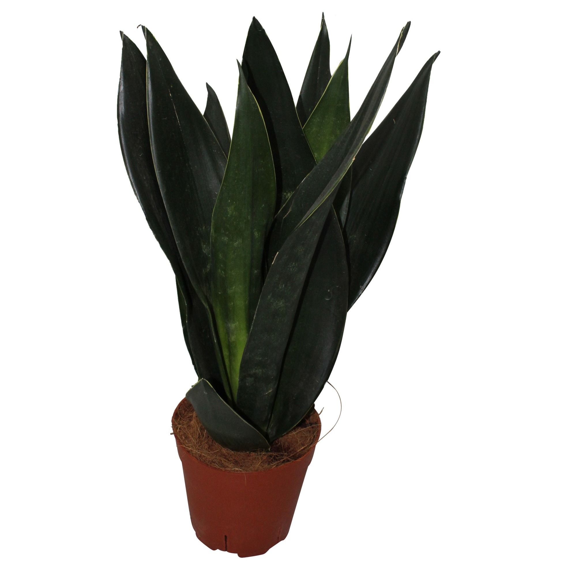 Sansevieria Black Diamond 3pp, D 14
