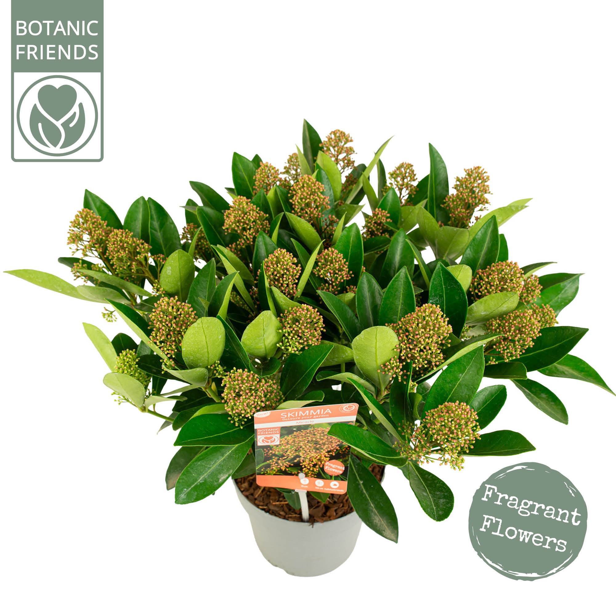 Skimmia japonica 'Miracle' 25+bloem, D 19 cm