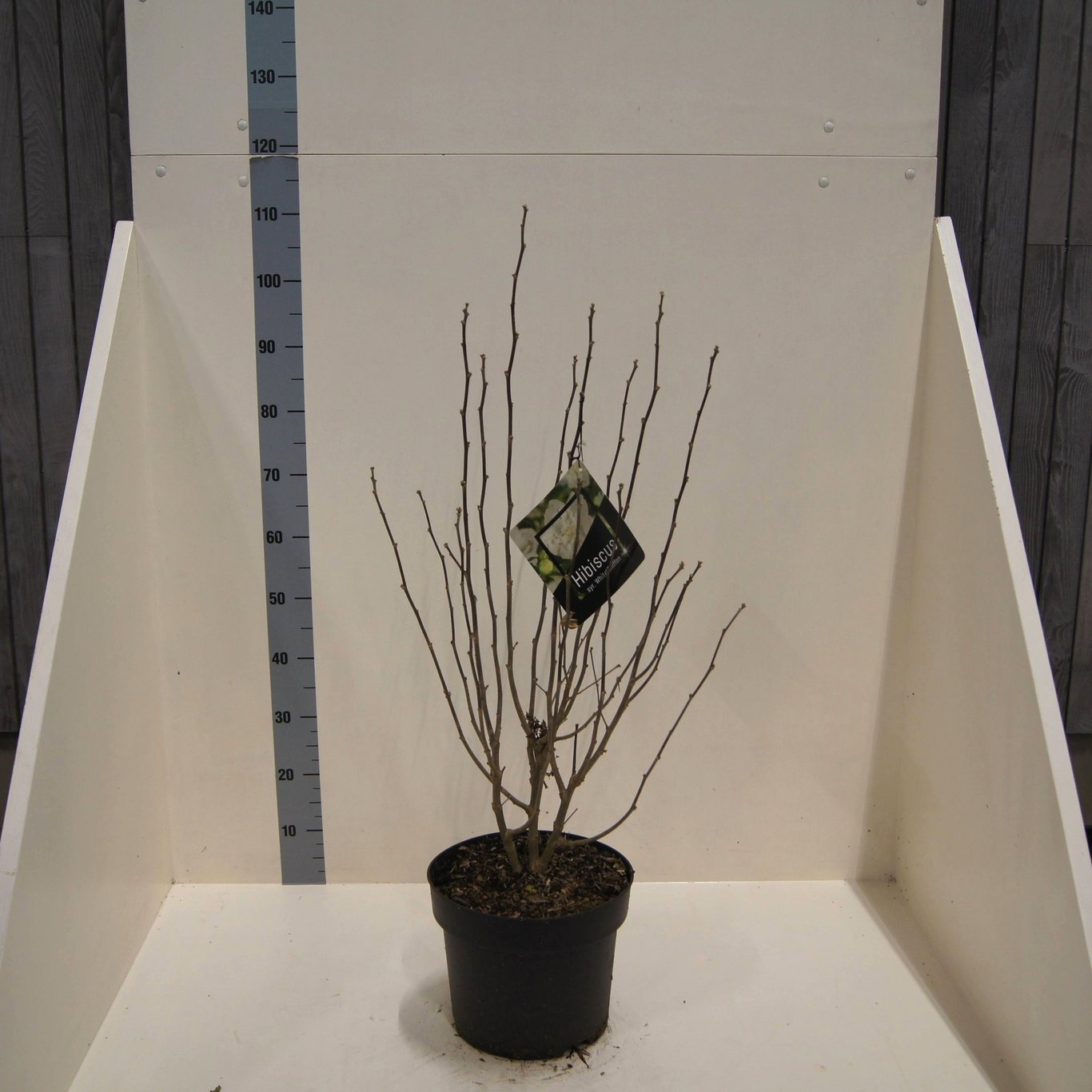 Hibiscus syr. White Chiffon, D 28