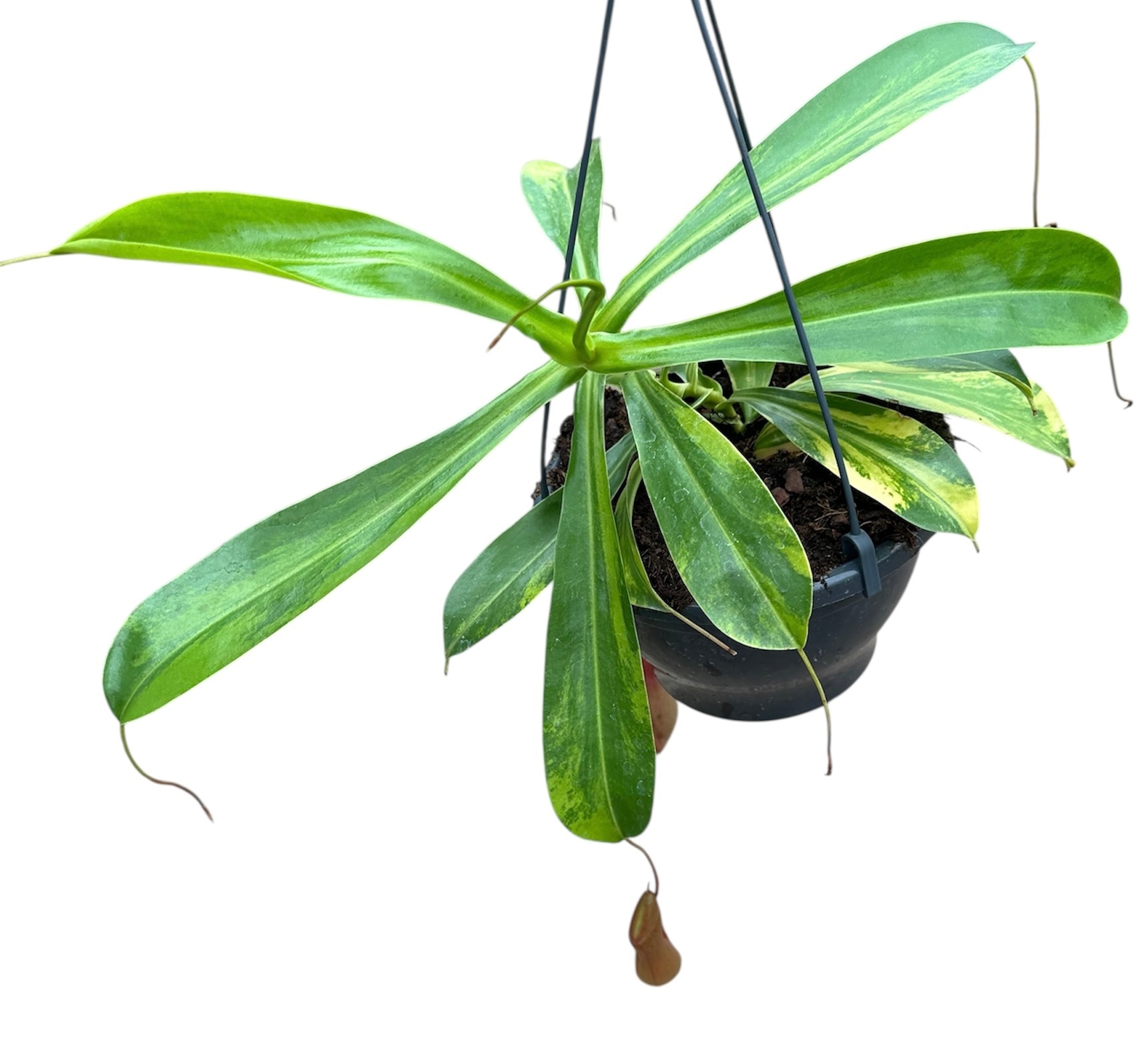 Nepenthes Alata Aurea, D 20 cm Nepenthes Alata Aurea, D 20 cm