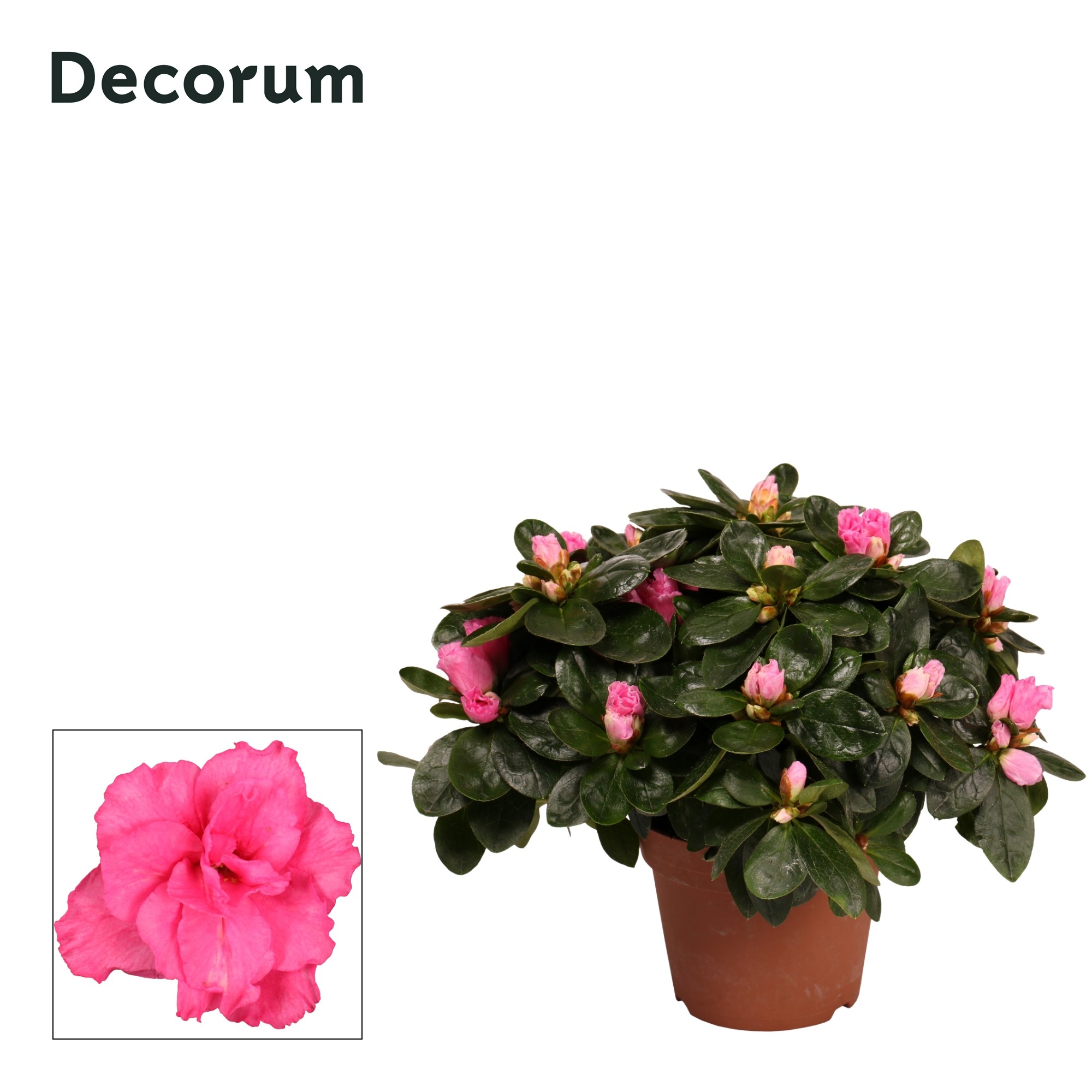 Azalea 'roze' 22 - 25 cm Decorum, D 12