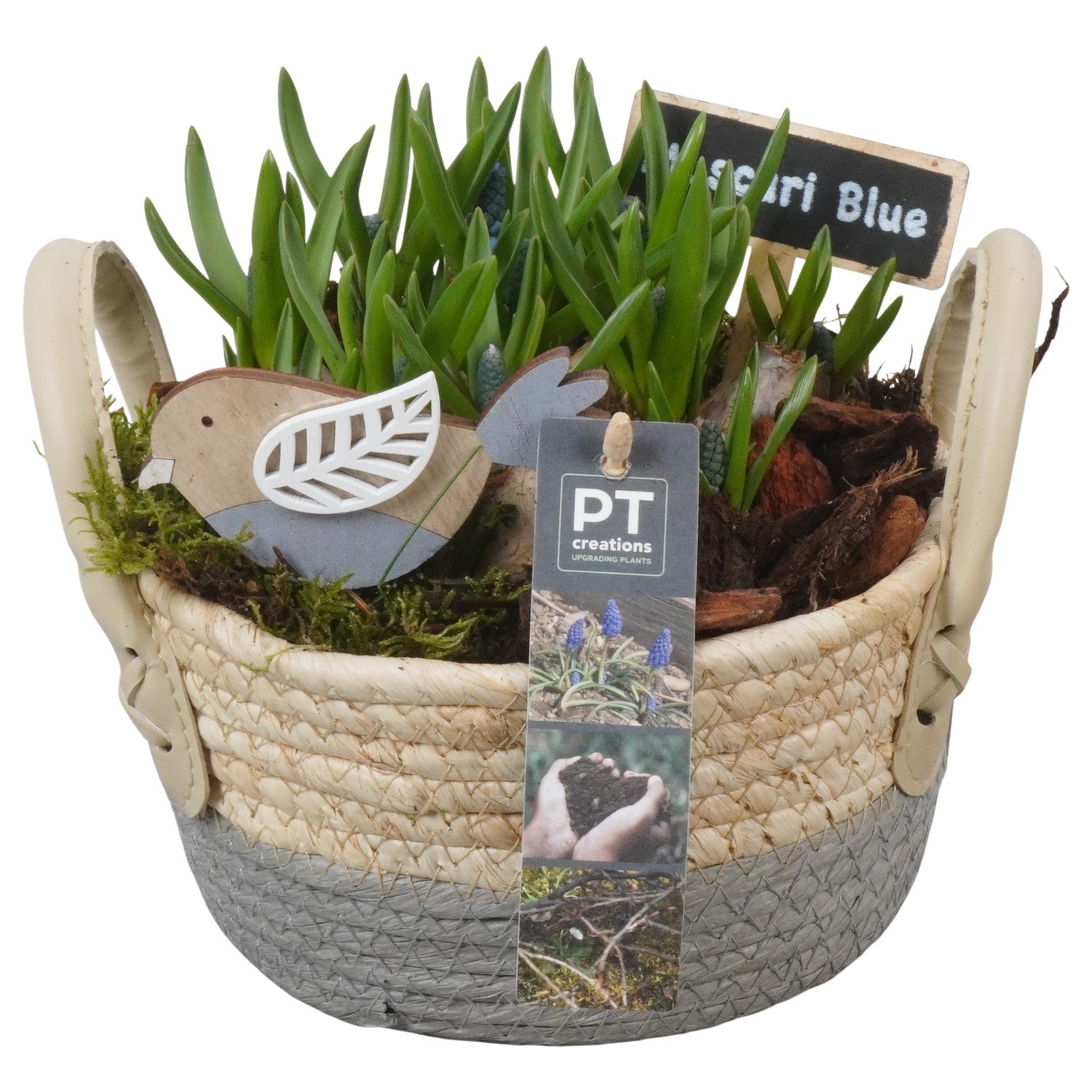 PTMB6209 Arrangement Muscari Blue in riet mand, D 17
