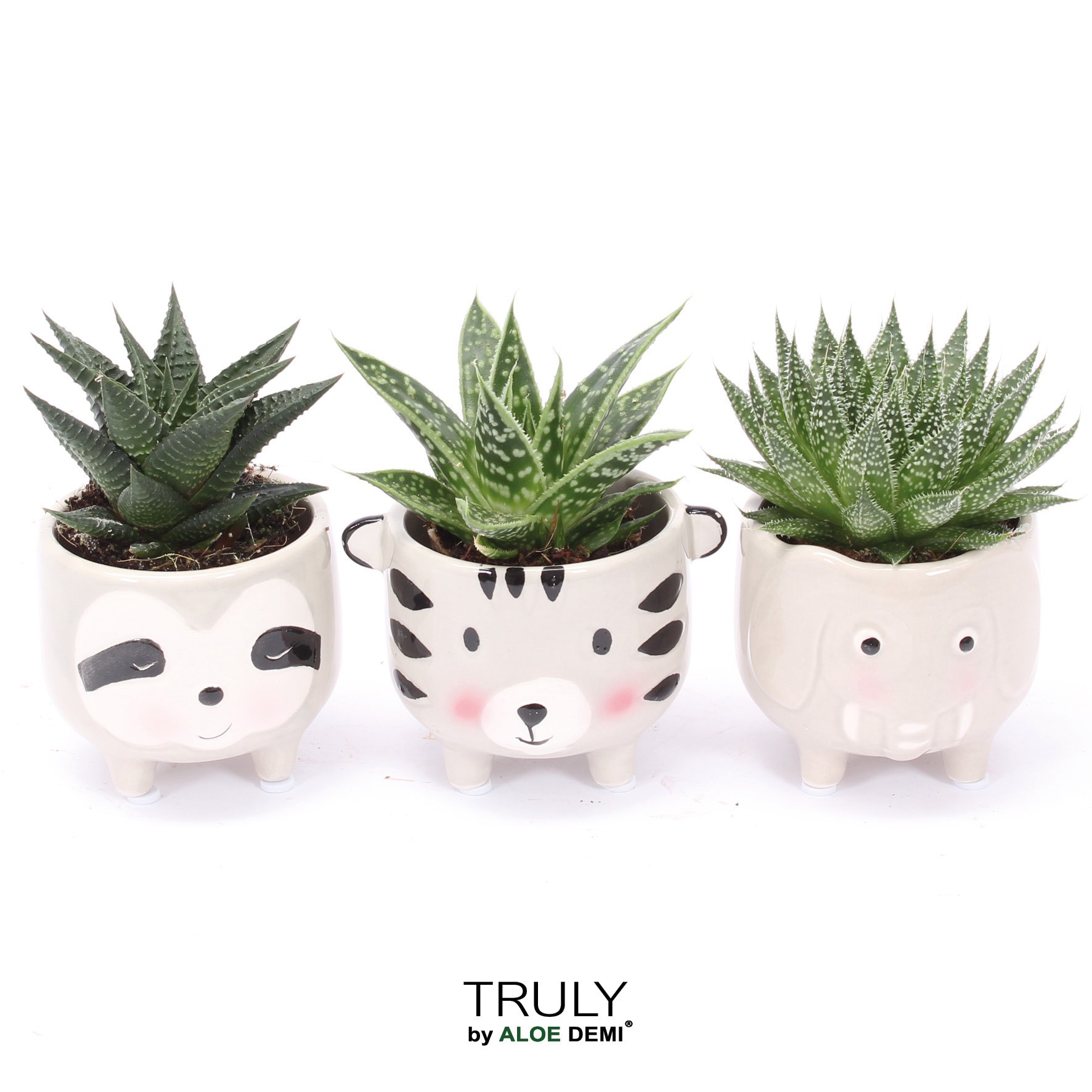 TRULY Haworthia Gasteria, Animal Grey, D 7