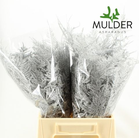 Аспарагус Овериг Крашеный (краш. ) 45, шт.