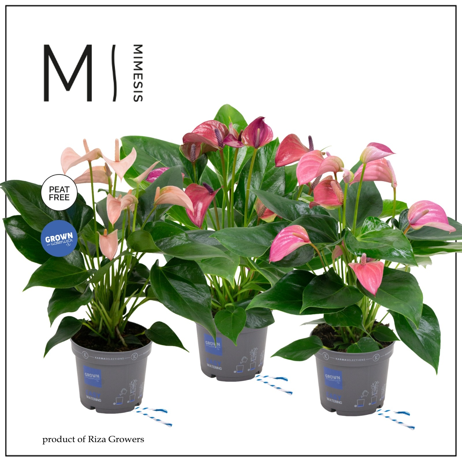 Anthurium - KARMA Multiflora Mix | 12cm, D 12