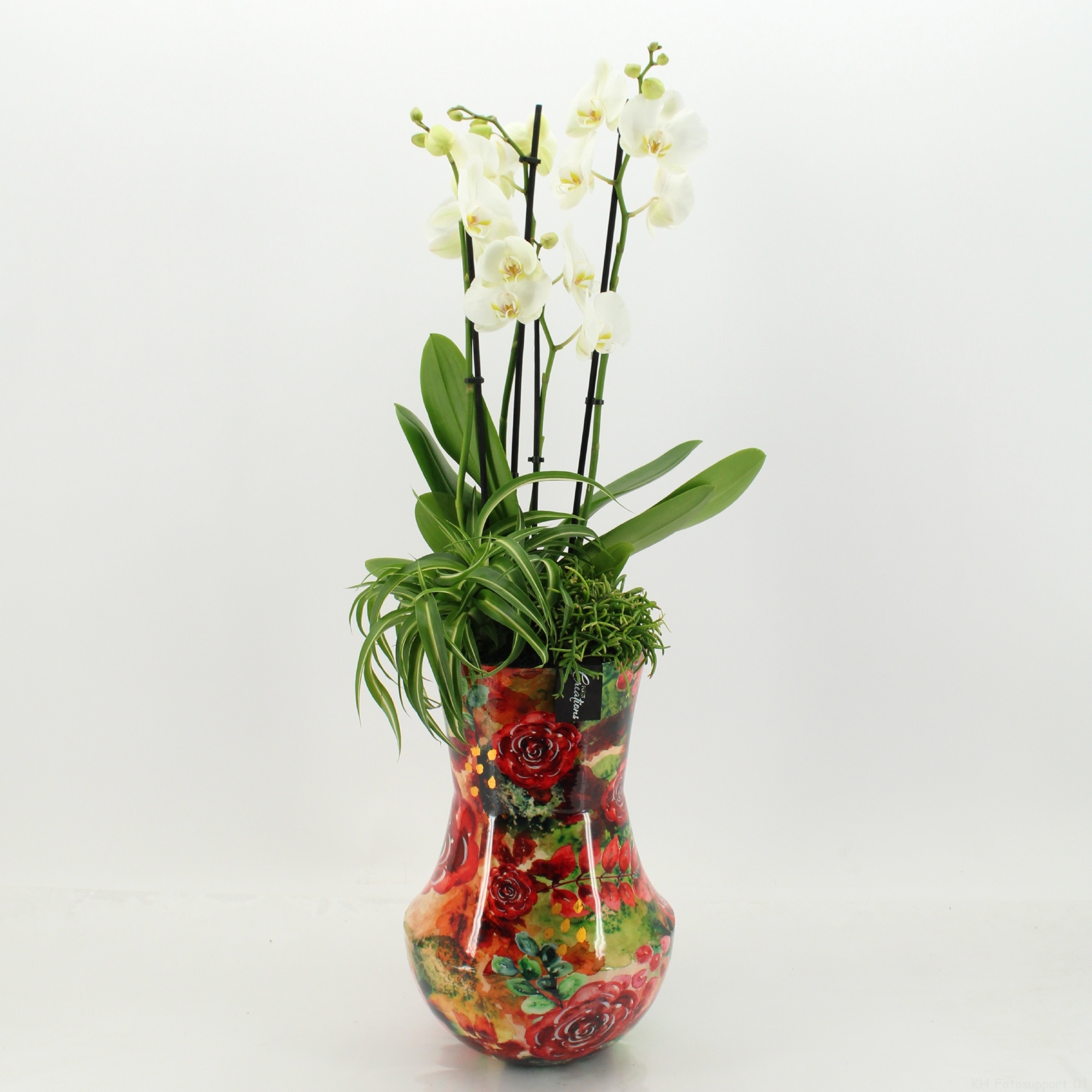 LICR-2622W Limited Edition Phalaenopsis, D 24