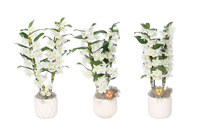 Dolomite p12 White mix Dendr Nobile Apollon 2T16+tros regular, D 12 cm