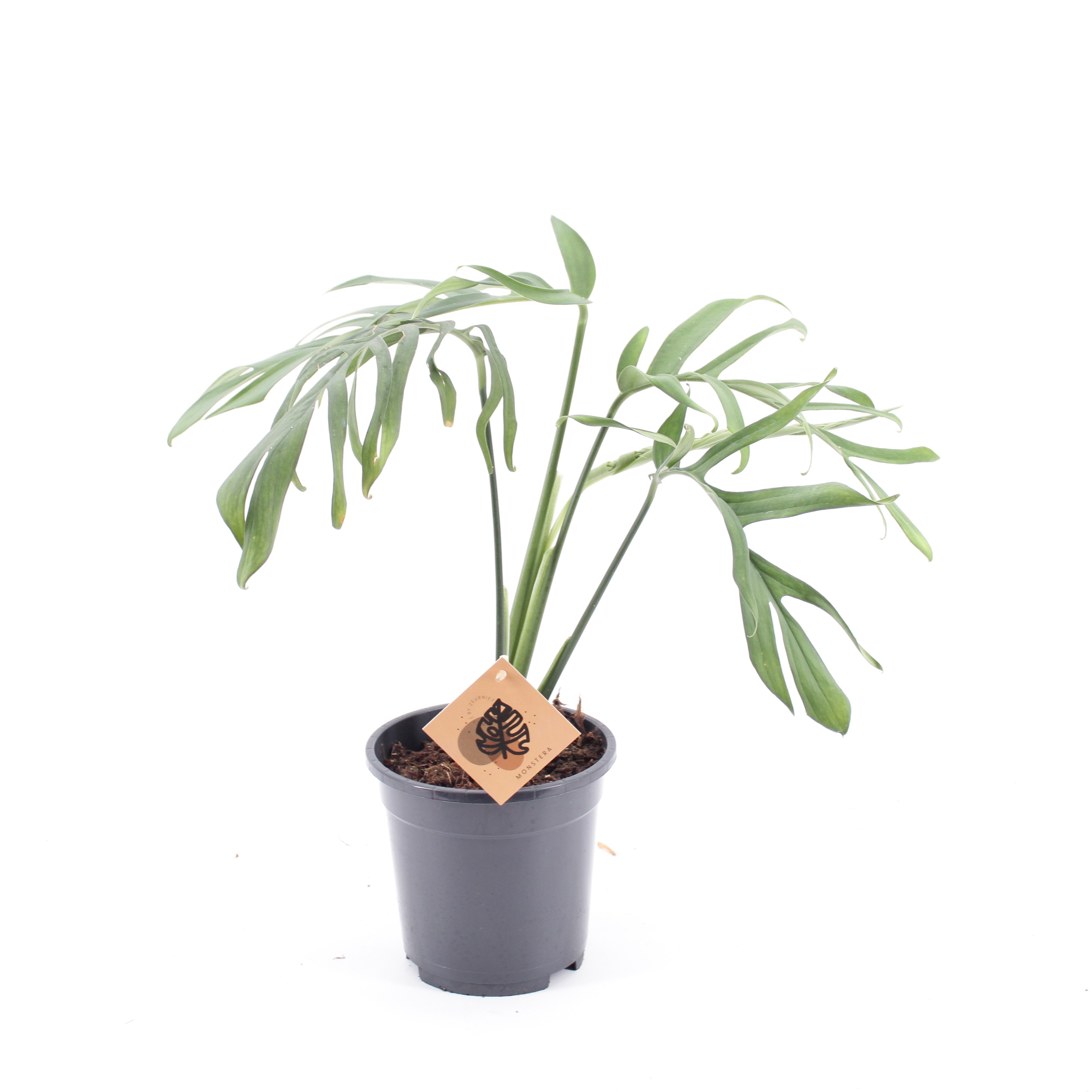 Monstera Croatii, D 17