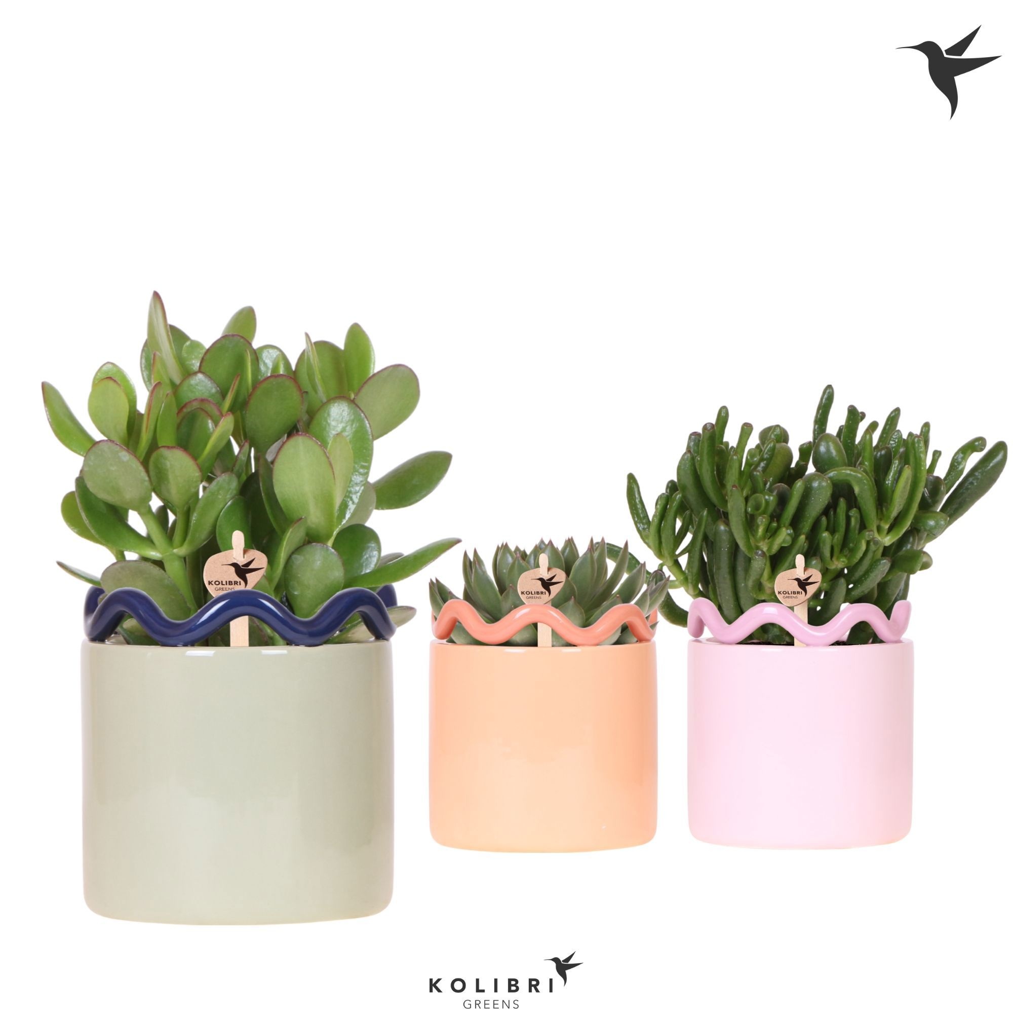 Kolibri Greens Succulenten mix in Funky pot mix, D 12