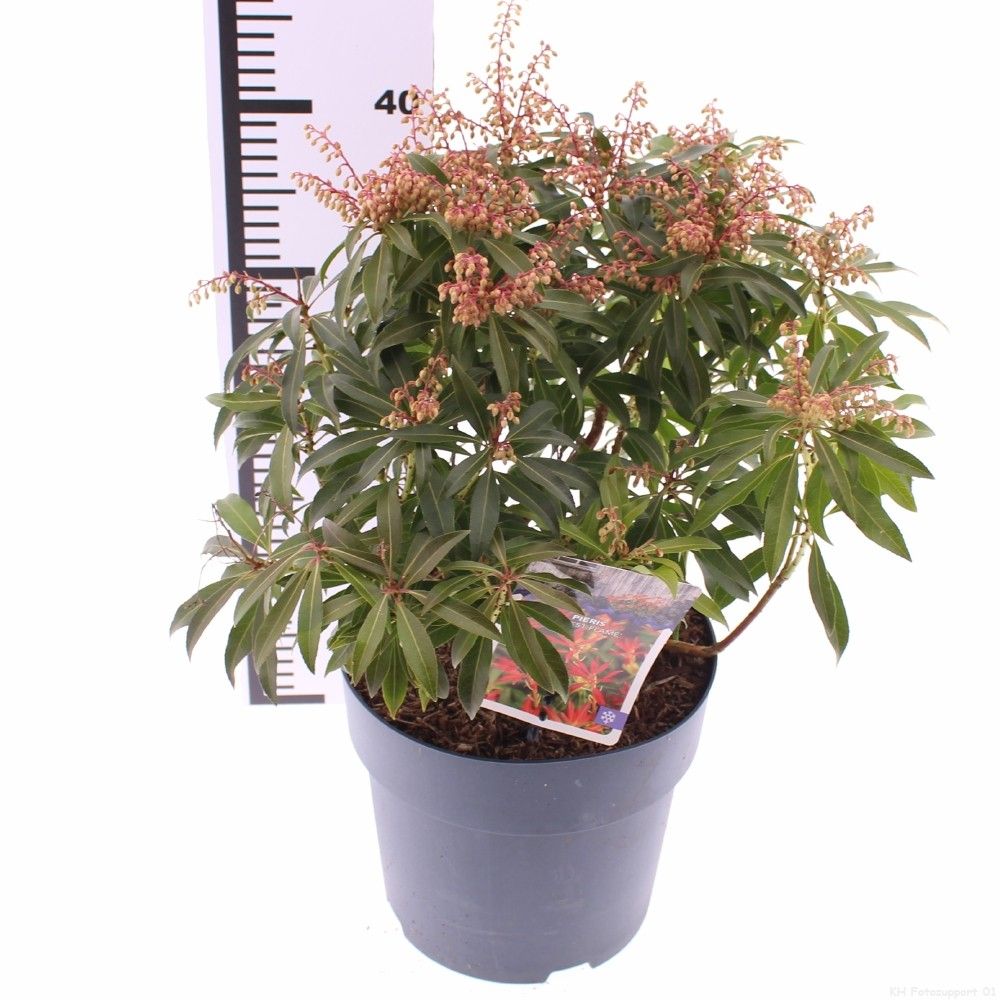 Pieris 'Forest Flame', D 23