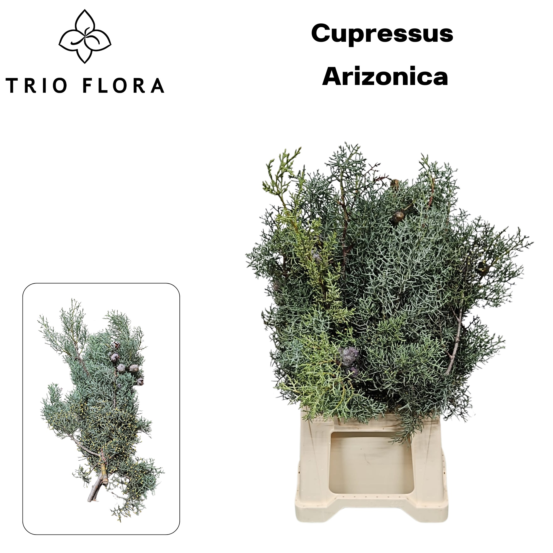 Кипарис Аризоника 60, шт.