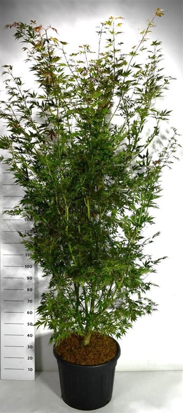 Acer pal. 'Sumi-nagashi', D 55 cm