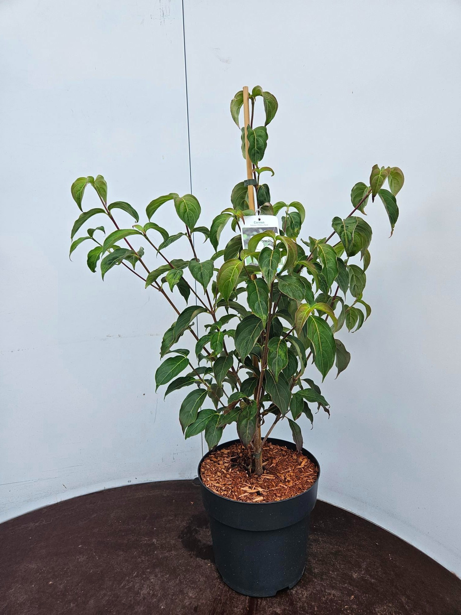 Cornus kousa China Girl, D 24 cm