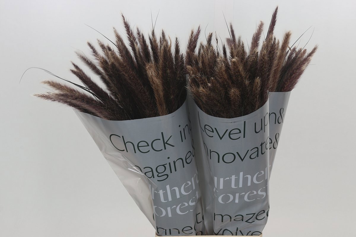 Пенисетум Овериг 80, шт.