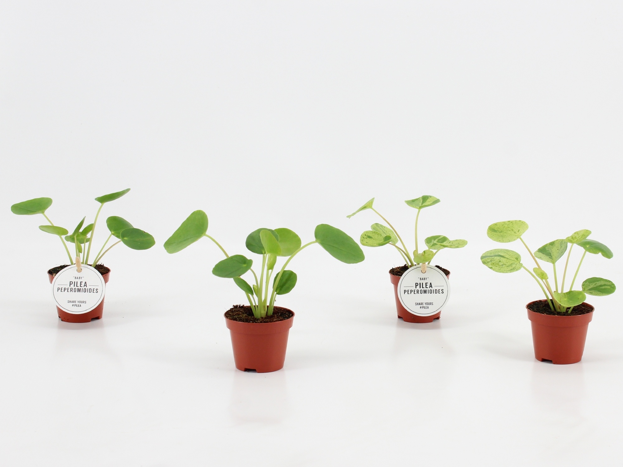 Pilea Peperomioides Mix, D 6