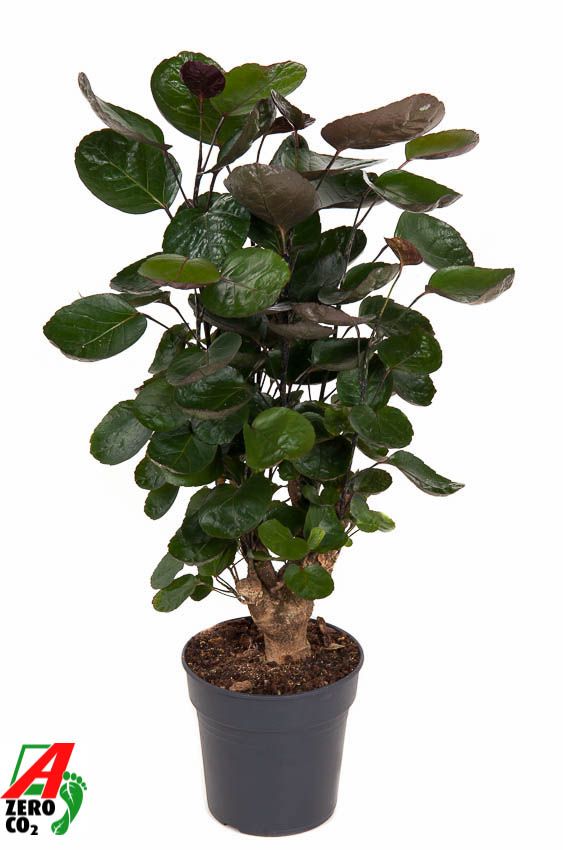 Polyscias Fabian vertakt P19, D 19