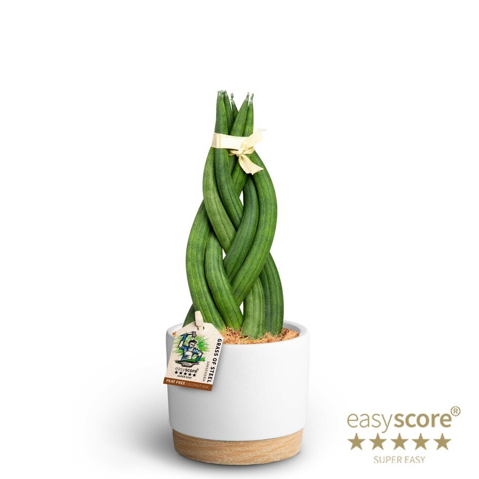 Woodbase White, Sansevieria cylindrica ´Braid´, D 10 cm