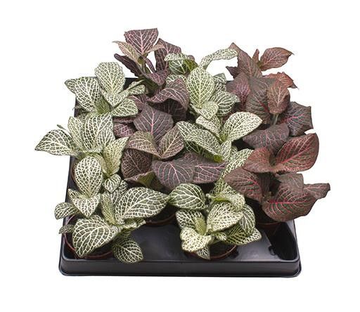 FITTONIA VERSCHAFFELTII 'FITTONIA MIX', D 6 cm