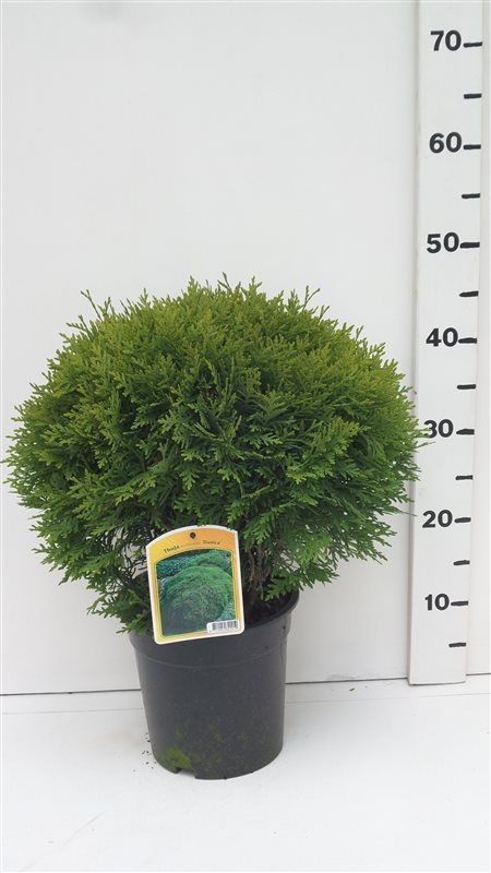 Thuja occ. 'Danica', D 19