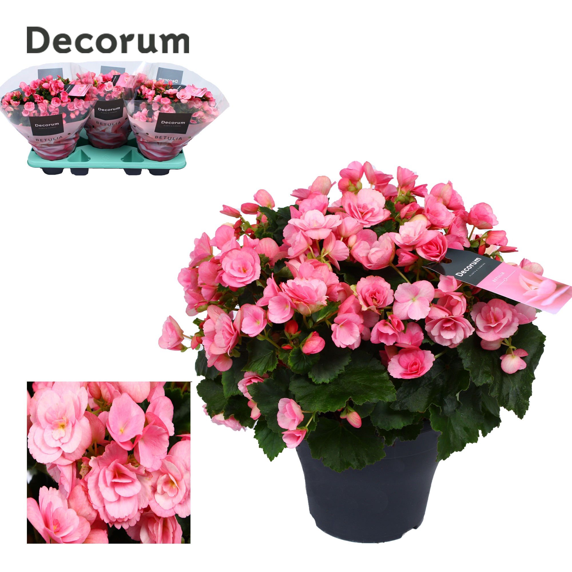 Begonia betulia ''candy'' roze Decorum, D 19