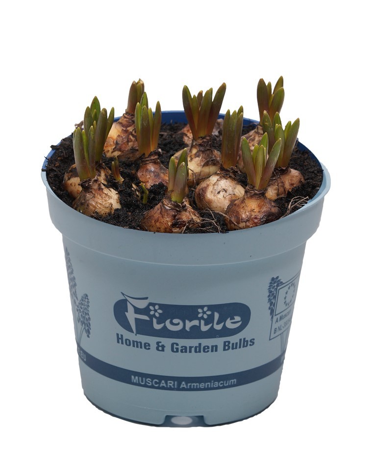 Muscari Armeniacum, D 12