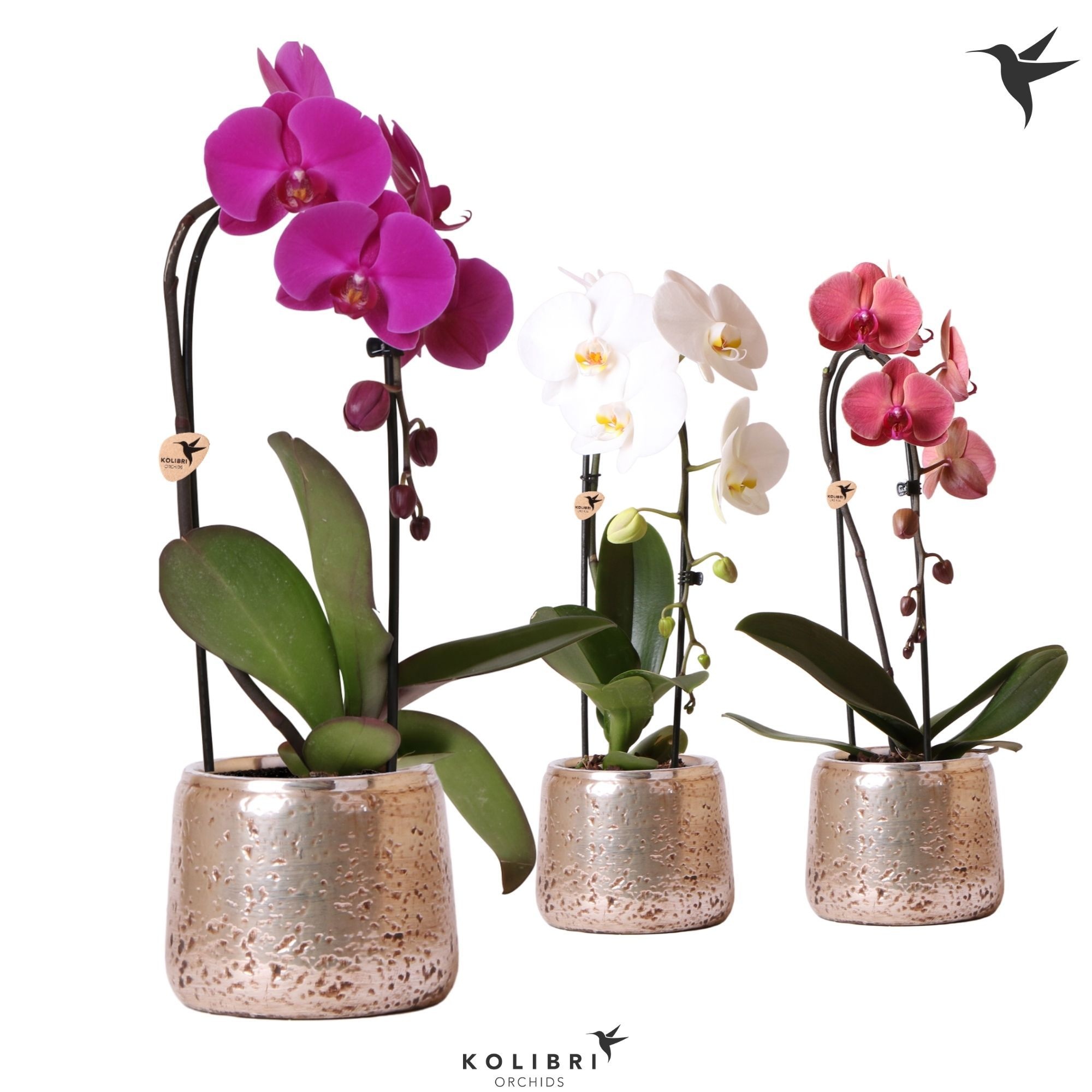 Kolibri Orchids Phalaenopsis Cascade Niagara Fall mix 1 spike in Luxury pot silver, D 12