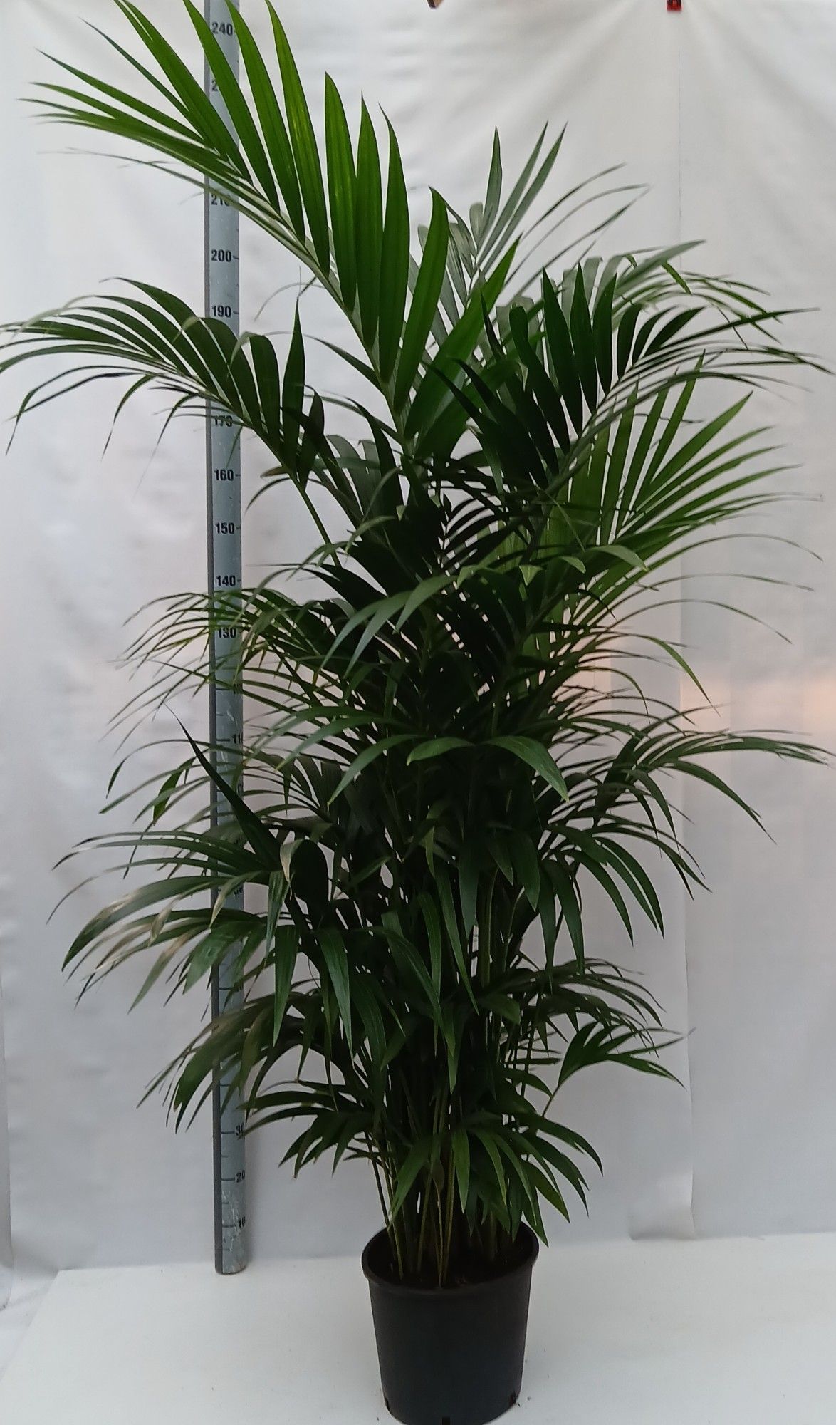 Howea forsteriana, D 30